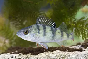 Perches Prints: Perch - Single juvenile with fins raised taken underwater. Wiltshire, England, UK