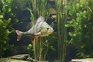 Images Dated 26th September 2005: Perch – use weeds as camouflage – dorsal fin up – turning - Europe UK