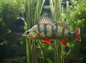 Images Dated 26th September 2005: Perch – use weeds as camouflage – dorsal fin up – side view - Europe UK