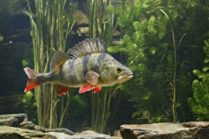 Images Dated 26th September 2005: Perch – use weeds as camouflage – dorsal fin up – side view - Europe UK