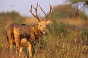 Images Dated 20th March 2006: Pere David's Deer - extinct in wild National Zoological Gardens, Pretoria, South Africa