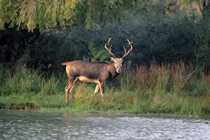Pere David's Deer - male. extinct in wild National Zoological Gardens, Pretoria, South Africa