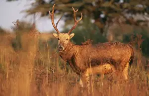 Pere David's Deer - male - extinct in wild - National Zoological Gardens - Pretoria - S. Africa