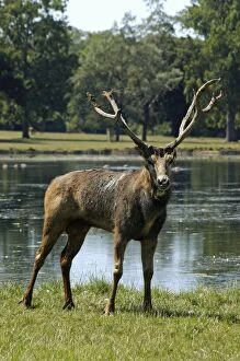 Images Dated 18th July 2006: Pere David's deer / Milu - with worn antlers. Woburn Park Bedord, UK