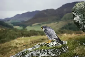 Peregrines Prints: Peregrina Falcon PC 74 Scotland Falco peregrinus © Piers Cavendish / ARDEA LONDON