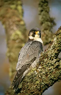 Raptors Collection: Peregrine Falcon