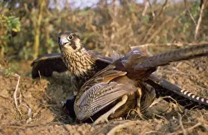 Peregrine Falcon