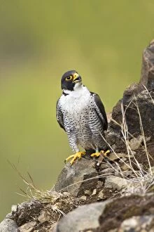 Images Dated 30th April 2008: Peregrine Falcon - adult Connecticut in April