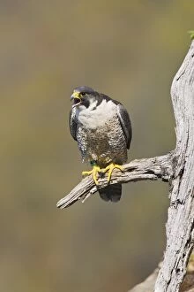 Images Dated 1st May 2008: Peregrine Falcon - adult. Connecticut in May