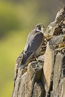 Peregrine Falcon adult - Connecticut USA - April