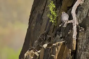 Peregrine Falcon adult - Connecticut USA - April