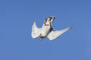 Peregrine Falcon - adult, CT in November, USA