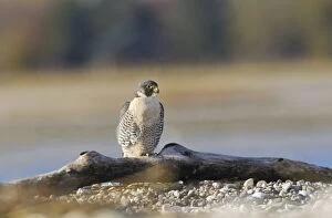 Images Dated 7th November 2010: Peregrine Falcon - adult - on driftwood on sandbar