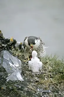 Peregrine Falcon - adult feeds a chick in the nest (a single chick because of the bad year due to the lack of lemmings as food, a natural fluctuation) a typical nest on a rocky bank of river Maksimovka, Taimyr peninsula, North of Siberia