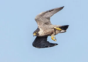 Bird Gallery: Peregrine Falcon - adult in flight
