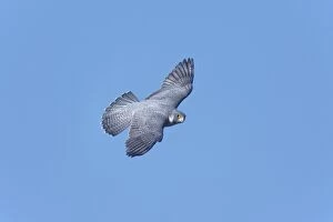 Images Dated 20th November 2006: Peregrine Falcon - adult in flight