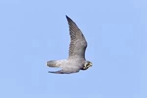 Peregrine Falcon adult in flight