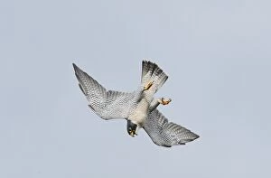 Peregrine Falcon - adult in flight