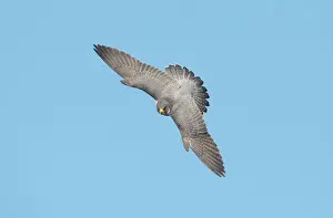 Hawk Prints: Peregrine Falcon - adult in flight - November - Connecticut - USA