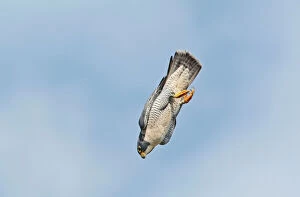 3 Collection: Peregrine Falcon - adult in flight - October - Connecticut - USA