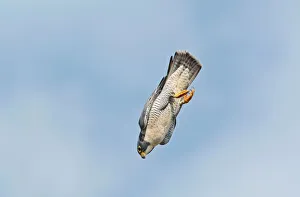 Raptors Collection: Peregrine Falcon - adult in flight - October - Connecticut - USA