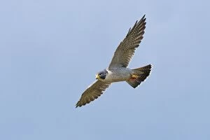 Bird Of Prey Collection: Peregrine Falcon - adult in flight - October - Connecticut - USA