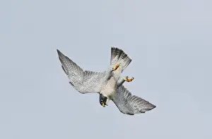 Hawk Prints: Peregrine Falcon - adult in flight - October - Connecticut - USA