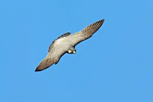 Raptors Collection: Peregrine Falcon - adult in flight, soaring