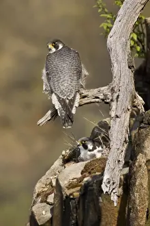 In Flight Prints: Peregrine Falcon adult - At nest - Connecticut USA - April