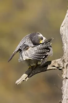 Peregrine Falcon - adult preening