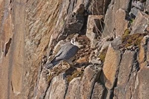Images Dated 29th April 2008: Peregrine Falcon - adult on rock face
