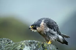 Calling Collection: Peregrine Falcon - calling