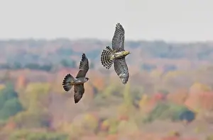 Attacking Prints: Peregrine Falcon - chasing off a migration immature northern goshawk