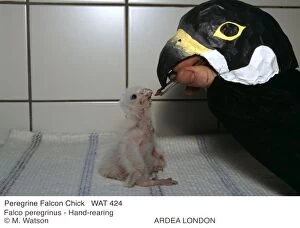 Peregrine Falcon Chick - Hand-rearing