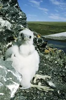 Peregrines Prints: Peregrine Falcon - chick in the nest (a single chick because of the bad year due to the lack of lemmings as food)