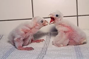 Peregrine Falcon chicks - Hand reared