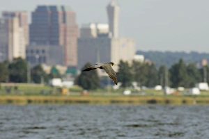 Images Dated 27th September 2004: Peregrine Falcon in city of New Haven Connecticut, USA
