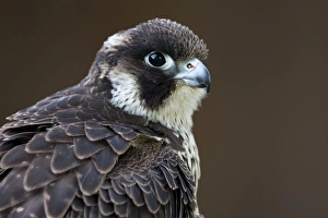 Images Dated 15th November 2009: Peregrine Falcon - close-up of single immature bird. Gloucestershire, England