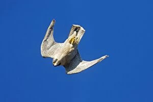 Underside Collection: Peregrine Falcon - diving