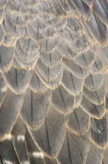 Falcon Prints: Peregrine Falcon - feathers