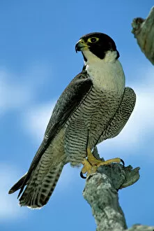 Peregrine falcon - female