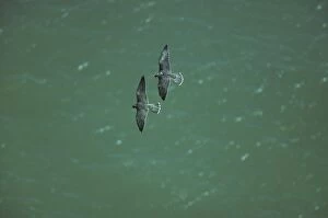 Peregrine Falcon - Two in Flight over Sea