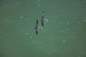 Peregrine Falcon - Two in Flight over Sea South Coast, UK BI006915