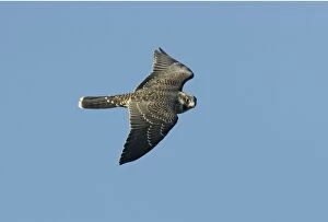 Images Dated 16th October 2005: Peregrine Falcon - immature