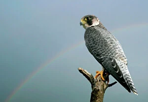 Images Dated 13th September 2004: Peregrine Falcon - with rainbow behind. Pont de Gau Bird Park - Camargue - Bouche du Rhone