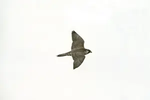 Peregrine Falcon RES 192 Falco peregrinus - Juvenile in flight © George Reszeter / ARDEA LONDON