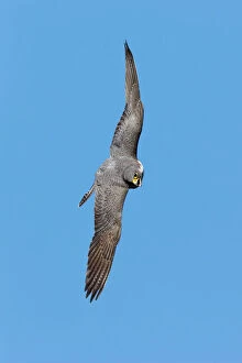 Raptors Collection: Peregrine Falcon - soaring