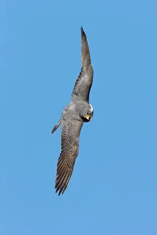 Raptors Collection: Peregrine Falcon - soaring