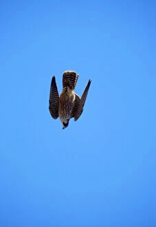 Images Dated 4th May 2007: Peregrine Falcon - stooping