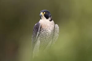 Images Dated 26th April 2008: Peregrine - male